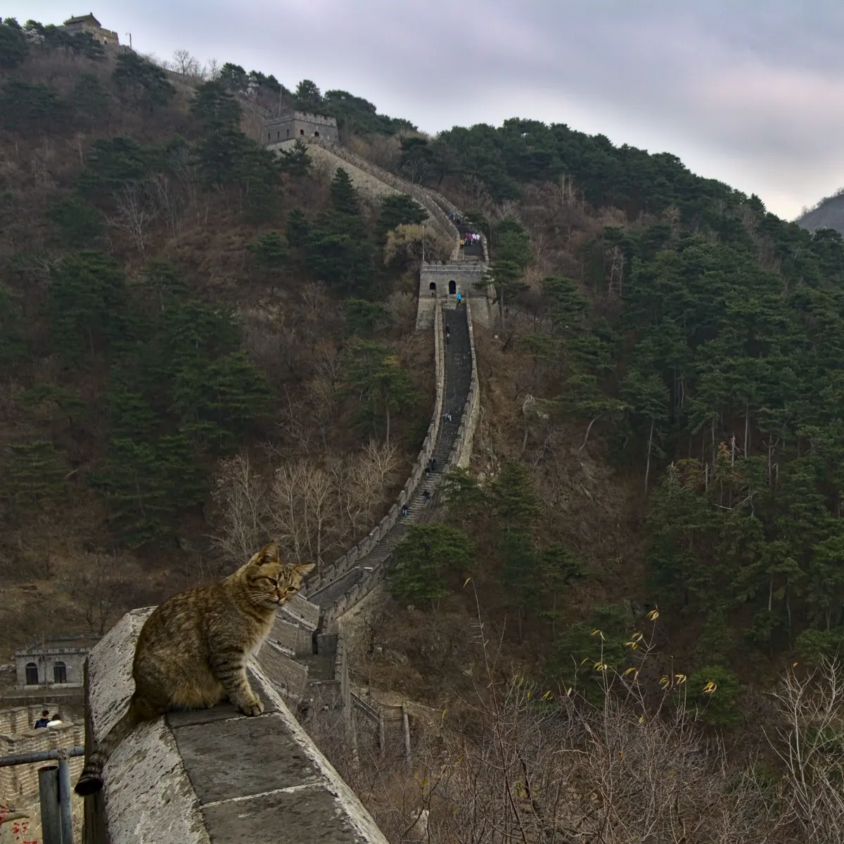 The great wall of china is making its way up a mountain in the background. Since it was autumn at time of shooting most trees are without foliage. In the foreground a cat is sitting on the wall, looking at the camera.